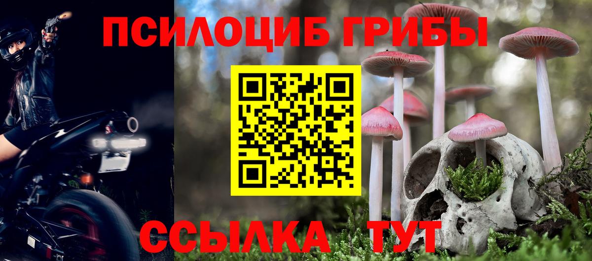 закладка  Псилоцибиновые грибы Cubensis  Вход с VPN  Новокубанск 